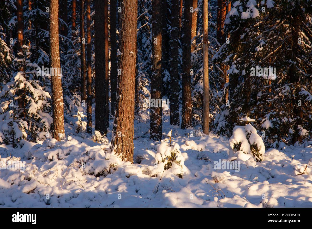 Una foresta di conifere veramente bella e innevata in una serata invernale in Estonia. Foto Stock