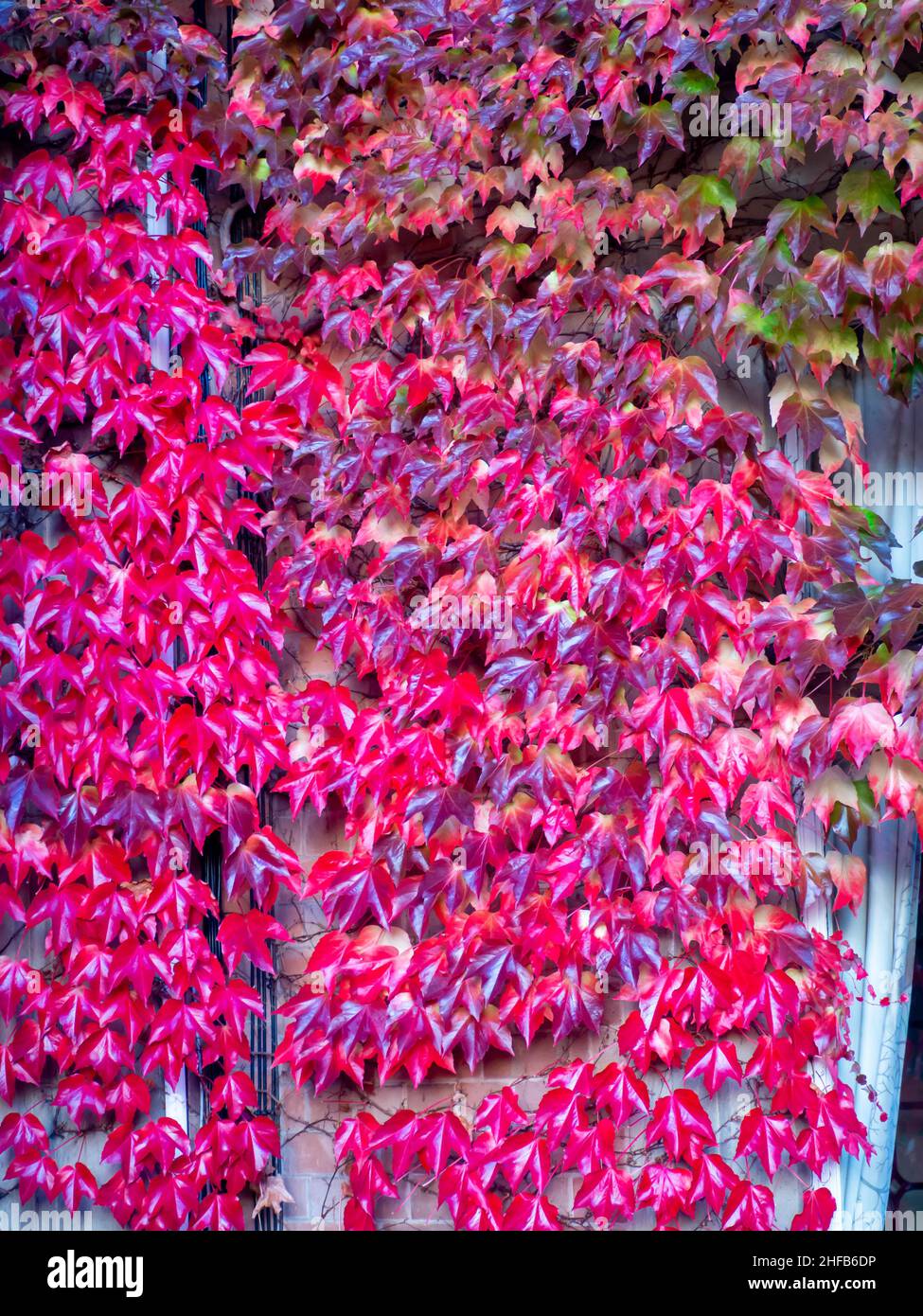 Il Red Ivy parte sul lato del muro di pietra del Welcombe Hotel Stratford upon Avon Foto Stock
