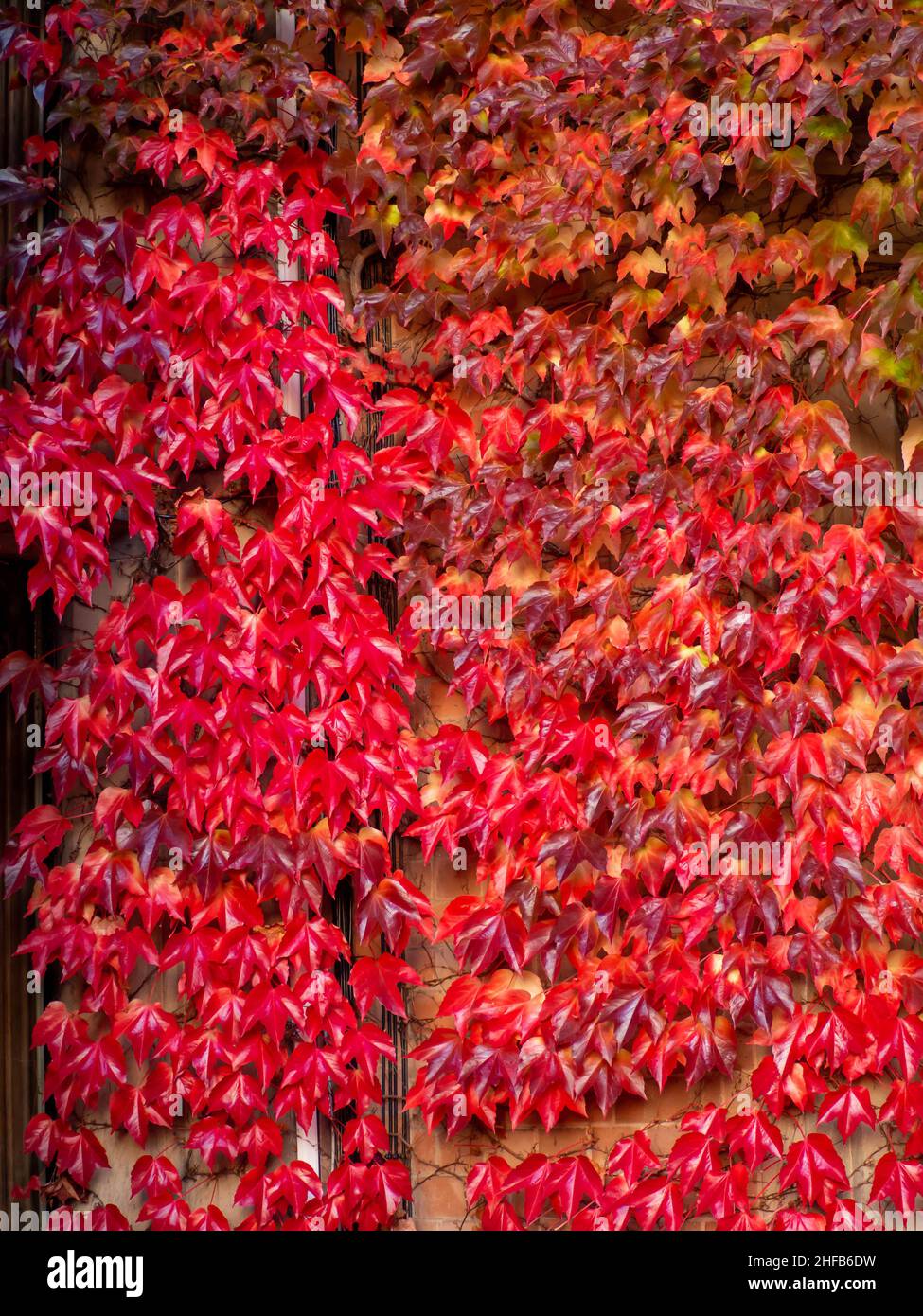 Il Red Ivy parte sul lato del muro di pietra del Welcombe Hotel Stratford upon Avon Foto Stock