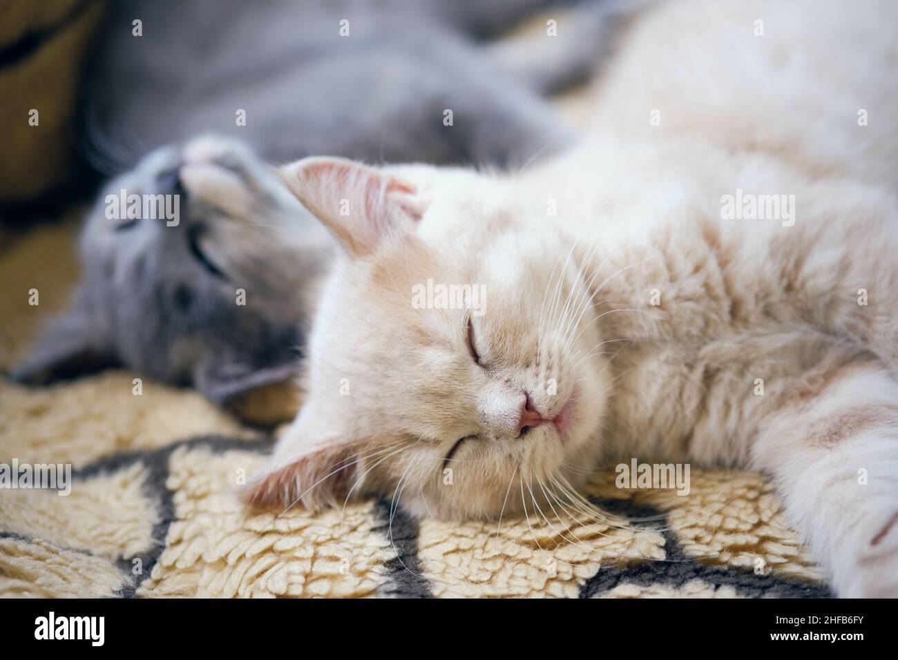Primo piano di due gatti stanchi che pappano sulla coperta Foto Stock