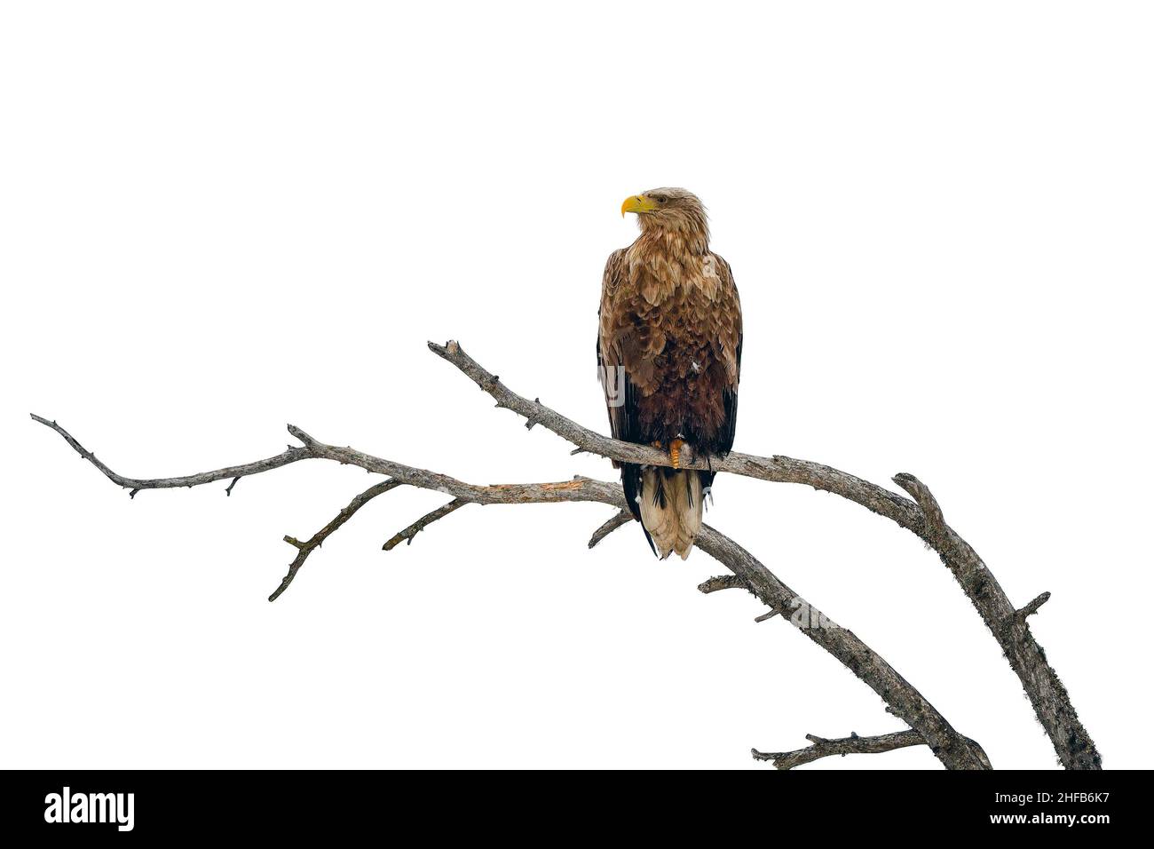 Aquila dalla coda bianca sulla cima dell'albero Foto Stock