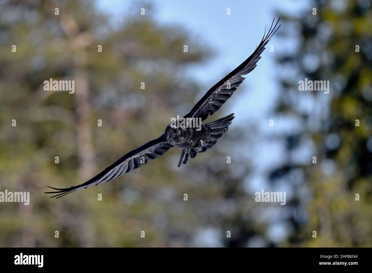 Raven comune in volo Foto Stock