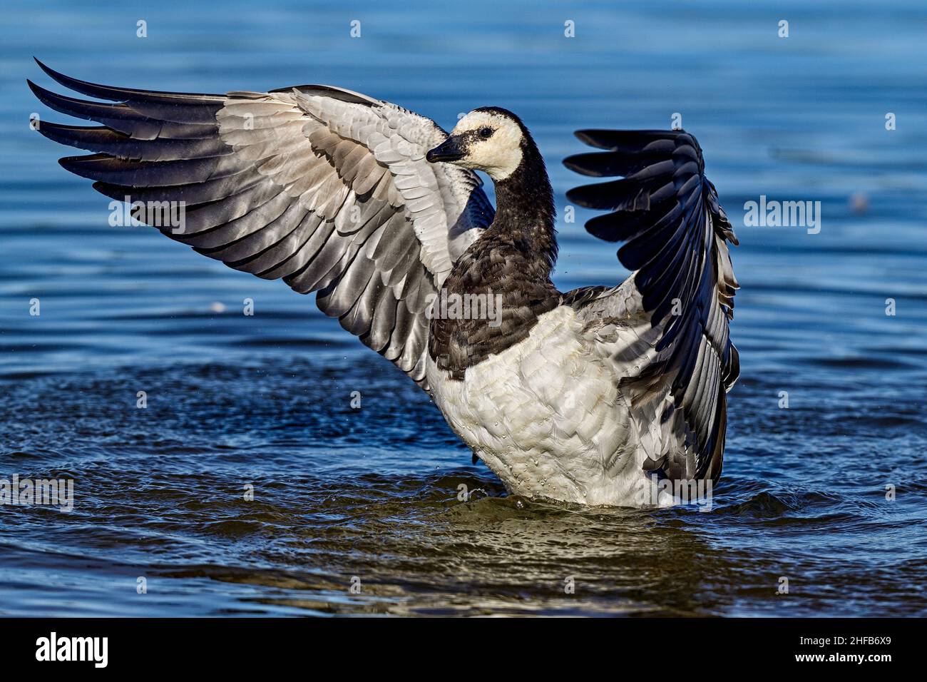 Oca di Barnacle. Dopo il bagno, è il momento di asciugare. Foto Stock