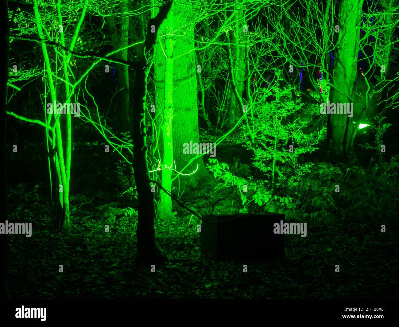 Mistica Woodland immagine di un effetto luminoso verde viberante Foto Stock