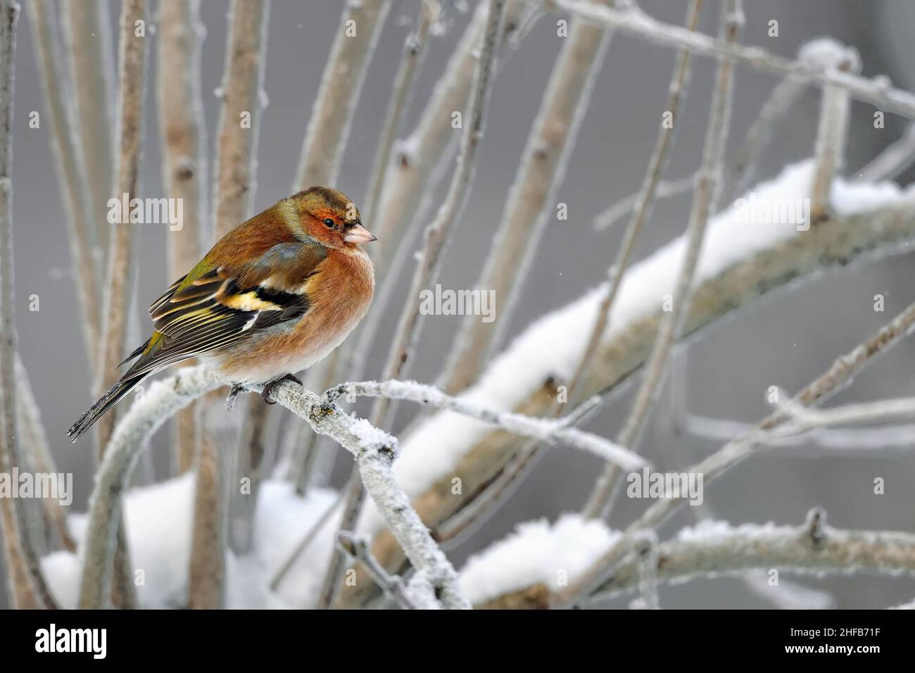Fringuello comune Foto Stock