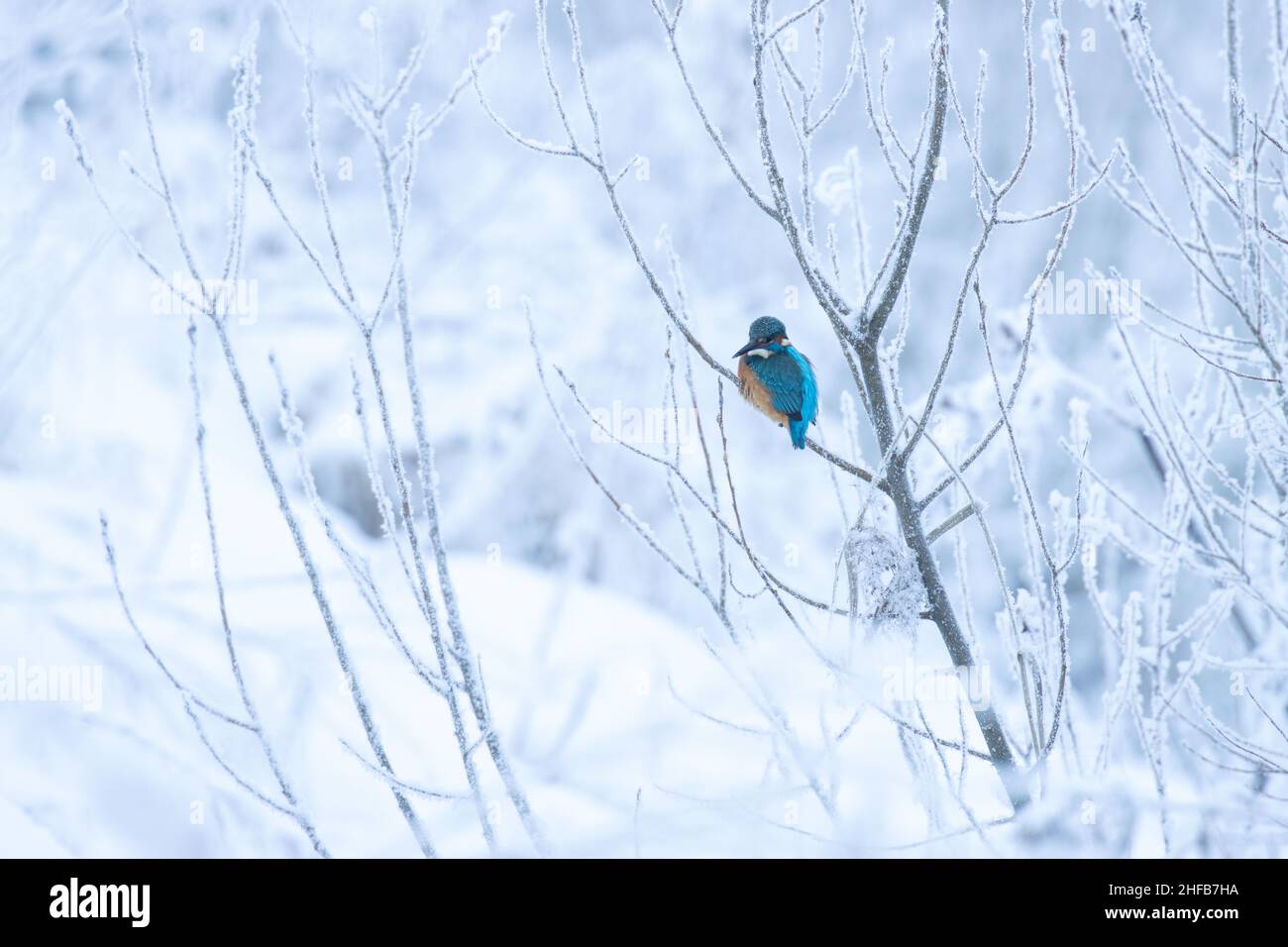 Bella Kingfisher comune, Alcedo atthis arroccato su un piccolo ramo in una fredda giornata invernale in Estonia, Nord Europa Foto Stock