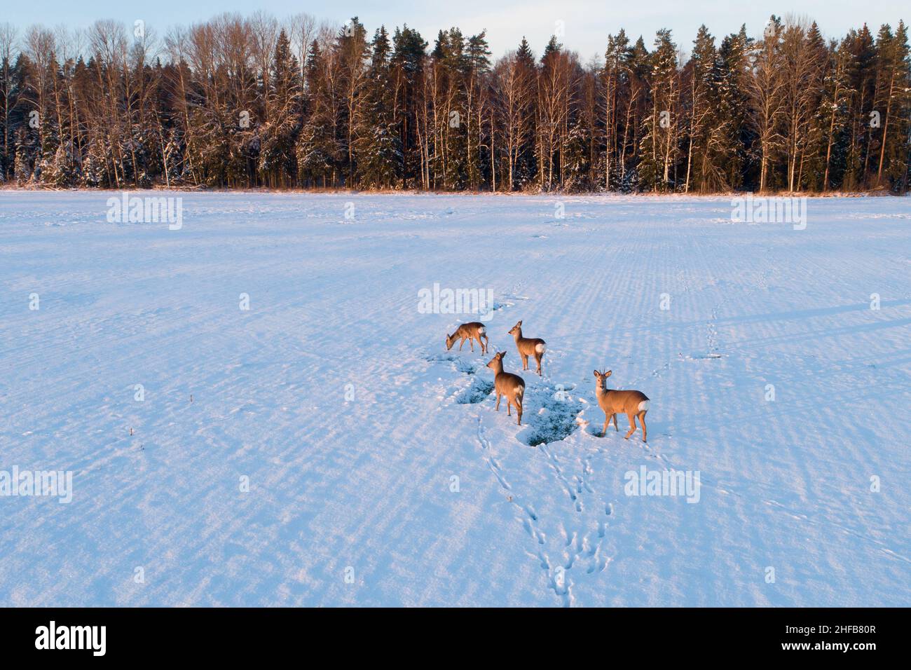 Capriolo, Capreolo capreolo su un campo innevato durante il tramonto invernale in Estonia, Nord Europa. Foto Stock