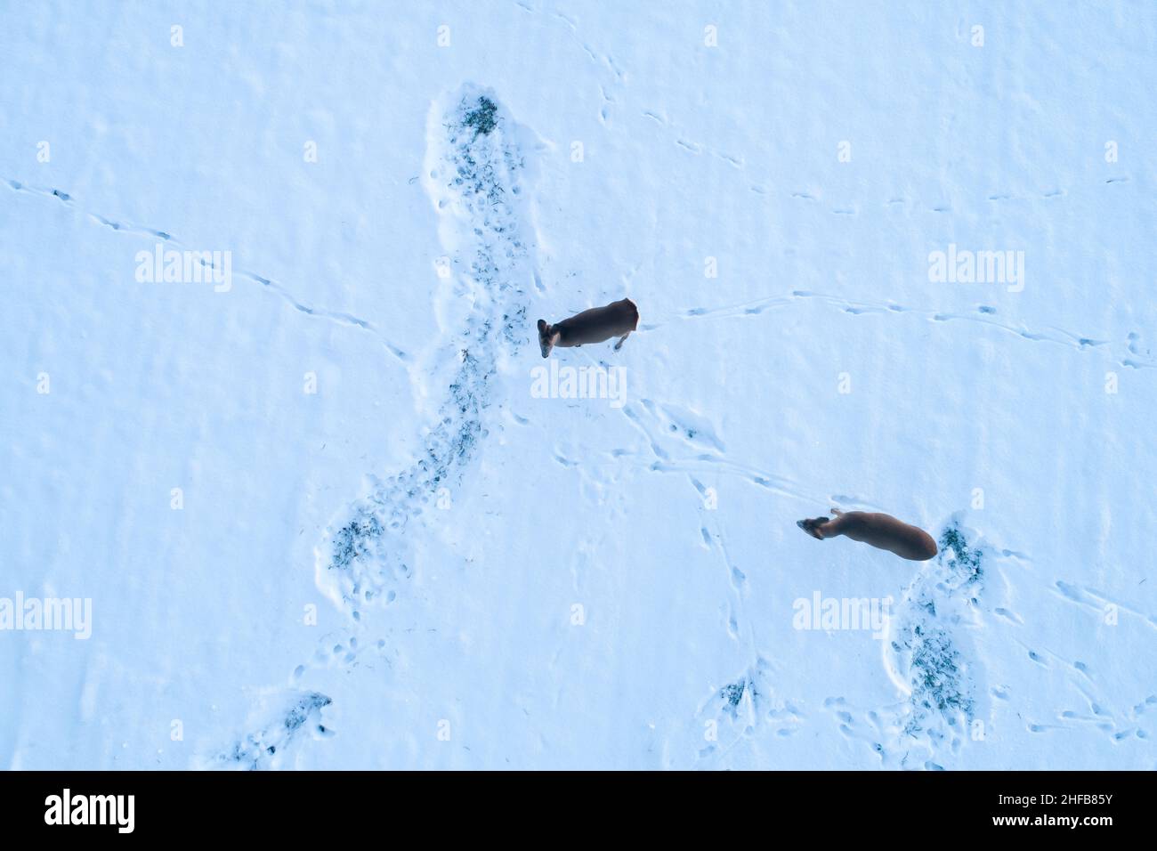 Antenna di due caprioli, Capreolus capreolus ascoltando su un campo innevato durante un tramonto in una serata invernale in Estonia. Foto Stock