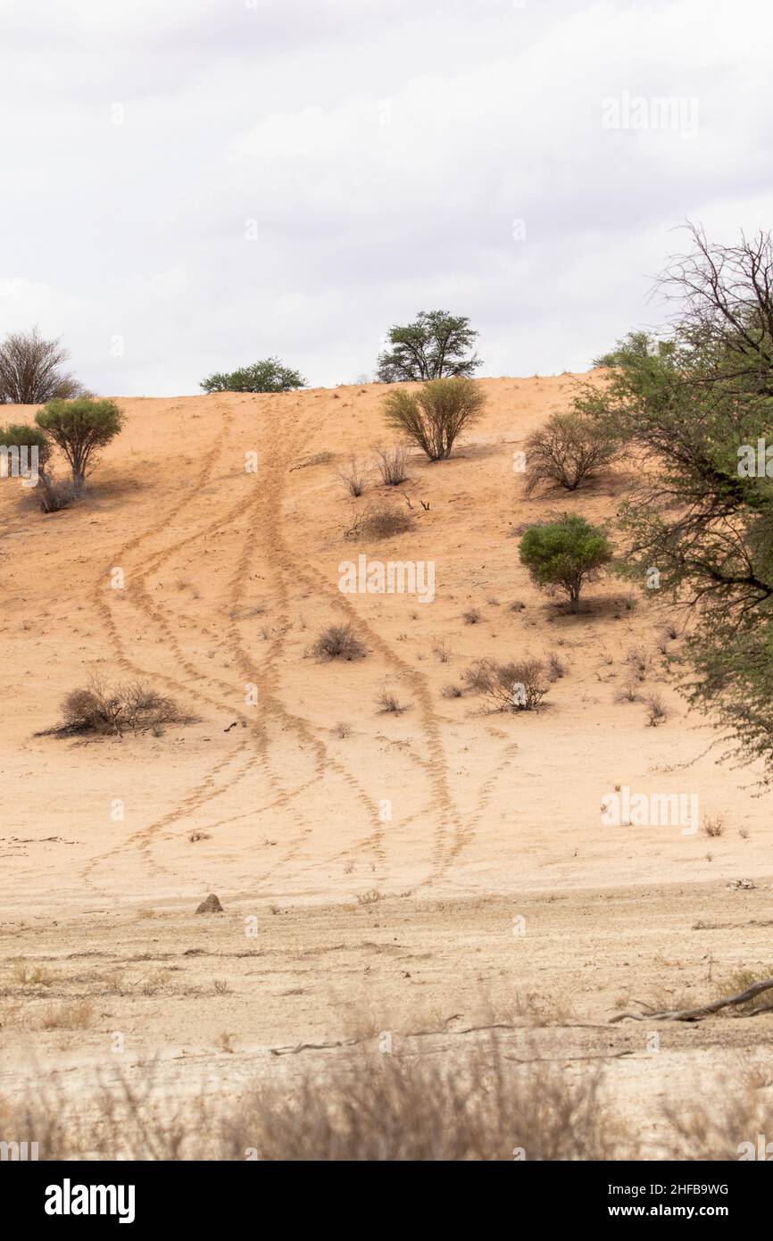 Spori di animali o tracce nel Kgalagadi Foto Stock