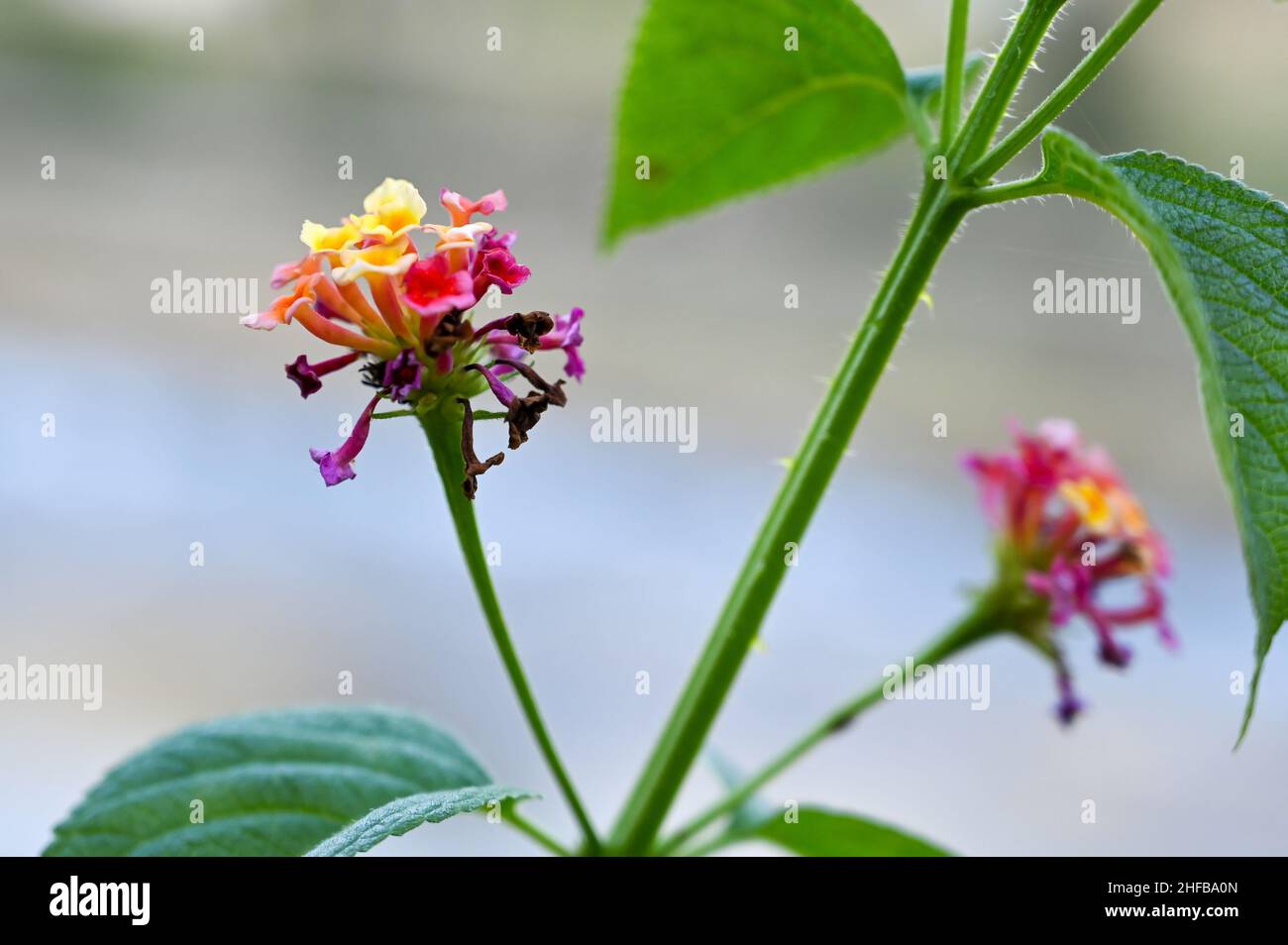 immagini di fiori con foglie , sfondo sfocato . Foto Stock