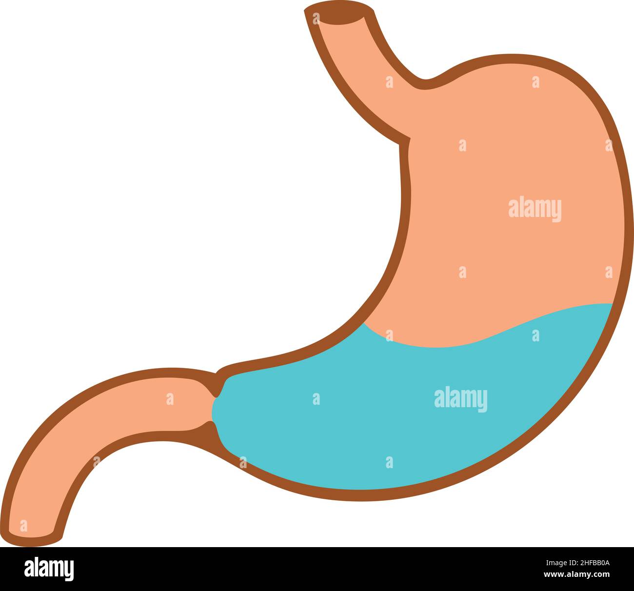 Illustrazione vettoriale dell'anatomia interna dello stomaco umano Illustrazione Vettoriale