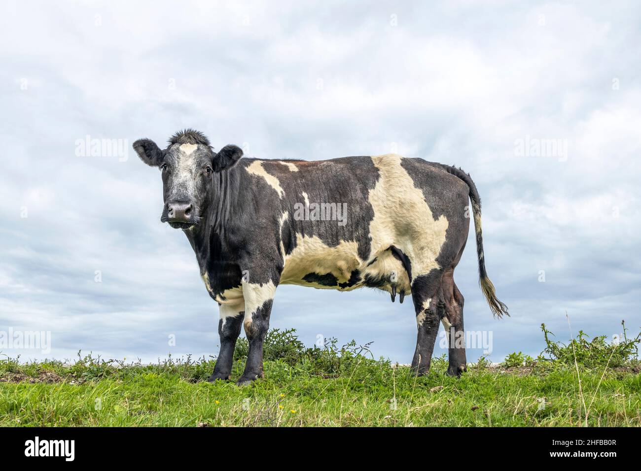 Mucca a doppio uso, latticini e carni bovine nei Paesi Bassi, in piedi su erba verde in un prato, pascolo, sullo sfondo un cielo blu. Foto Stock