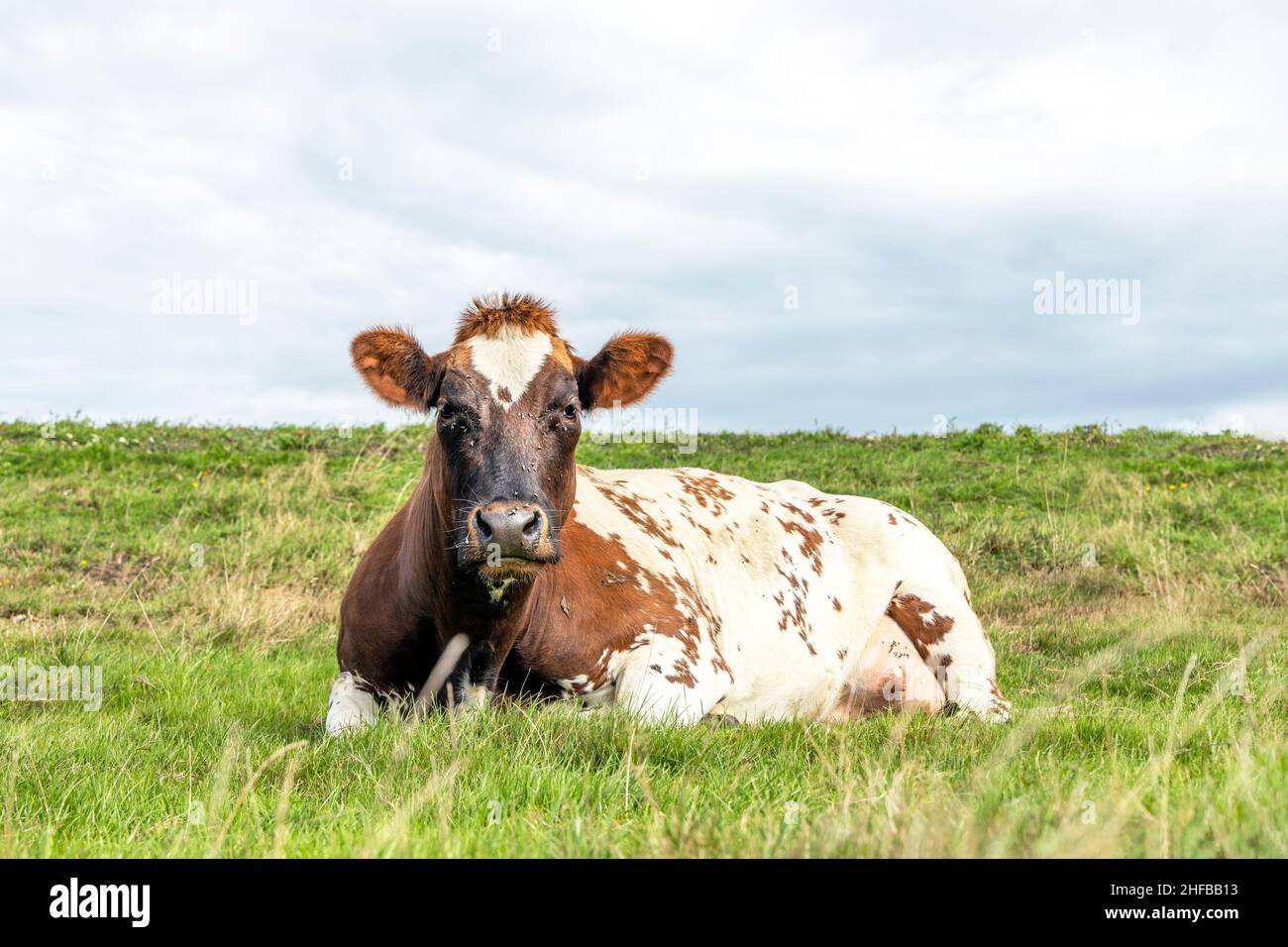 Bella mucca rossa bruna, felice sdraiata , mostrando la sua mammella e una tettarella, in un pascolo e con spazio copia Foto Stock