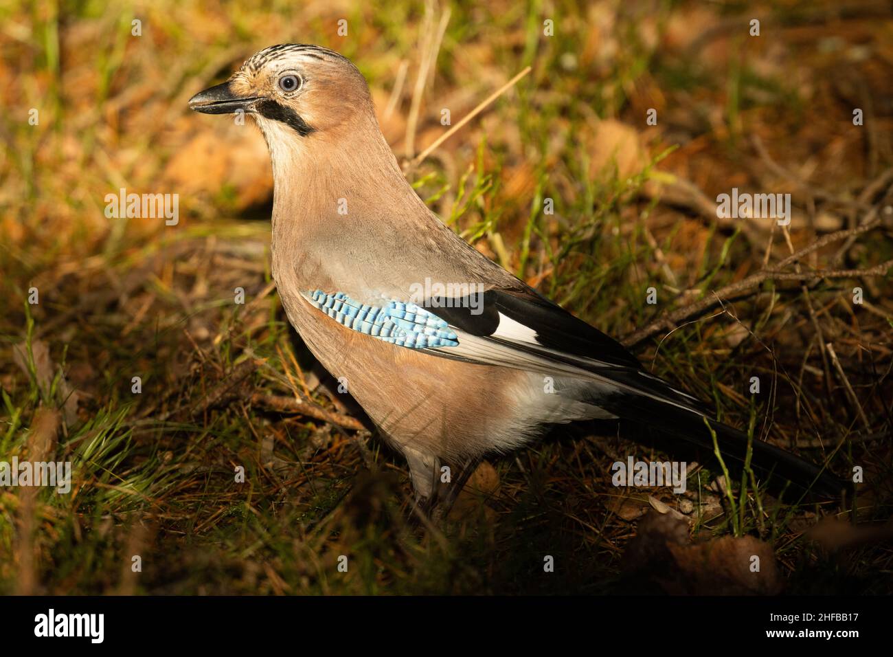 Bella jay eurasiatica, Garrulus glandarius sul terreno durante una soleggiata giornata autunnale nella foresta boreale estone. Foto Stock