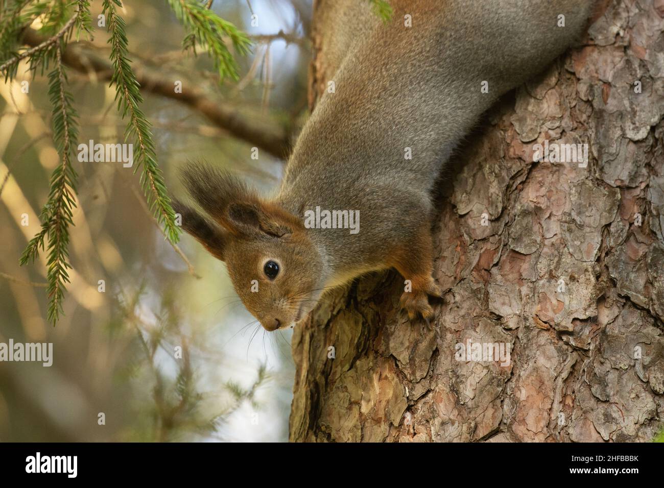 Curioso scoiattolo rosso, Sciurus vulgaris arrampicata capovolta su un vecchio tronco di pino nella foresta estone. Foto Stock