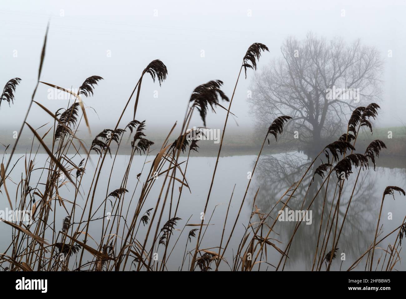 Silhouette di alberi senza frondoli e canne in un piccolo lago in tempo nebbiosa. Zuid-Beveland, provincia di Zeeland, Paesi Bassi. Foto Stock