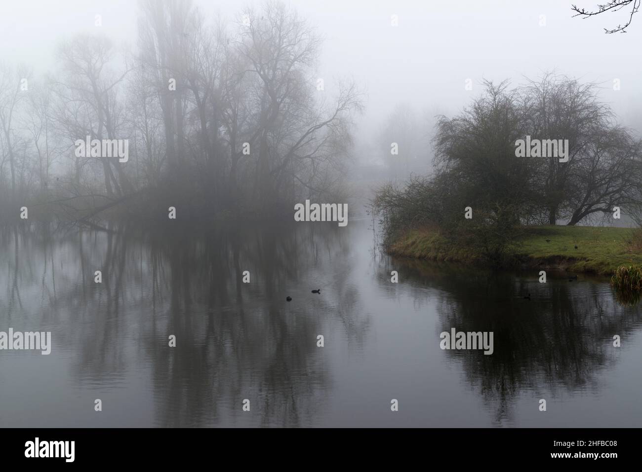 Riflesso di alberi senza frondoli in un piccolo lago in tempo nebboso. Zuid-Beveland, provincia di Zeeland, Paesi Bassi. Foto Stock