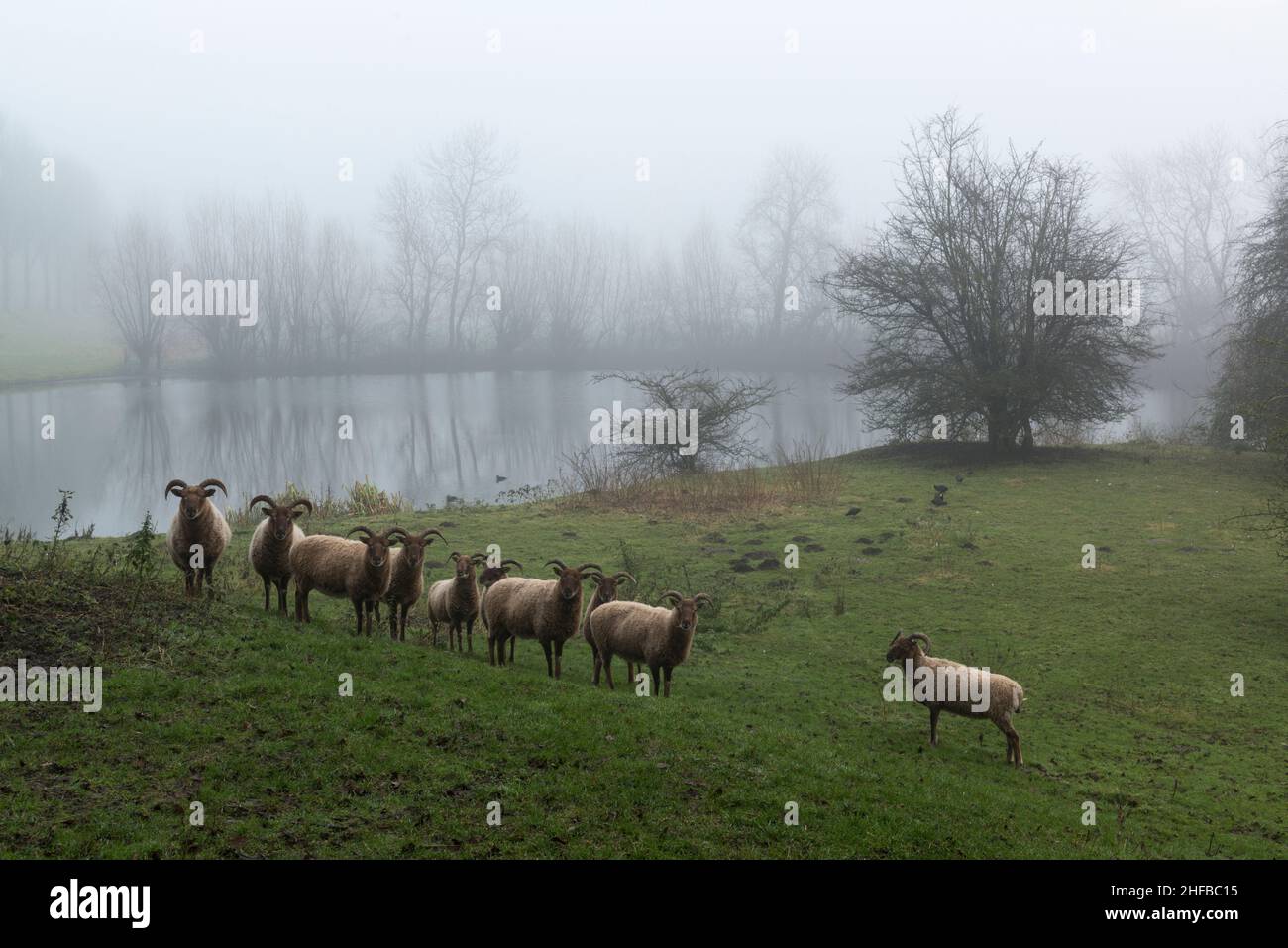 Un gregge di pecore cornate in un prato in un piccolo lago in tempo nebbiosa, provincia di Zeeland, i Paesi Bassi Foto Stock