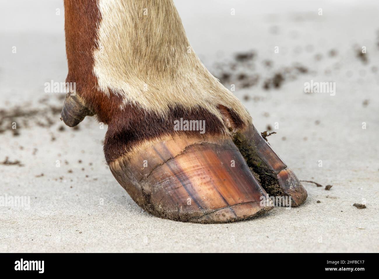 Zoccolo Di Mucca Immagini e Fotos Stock - Alamy