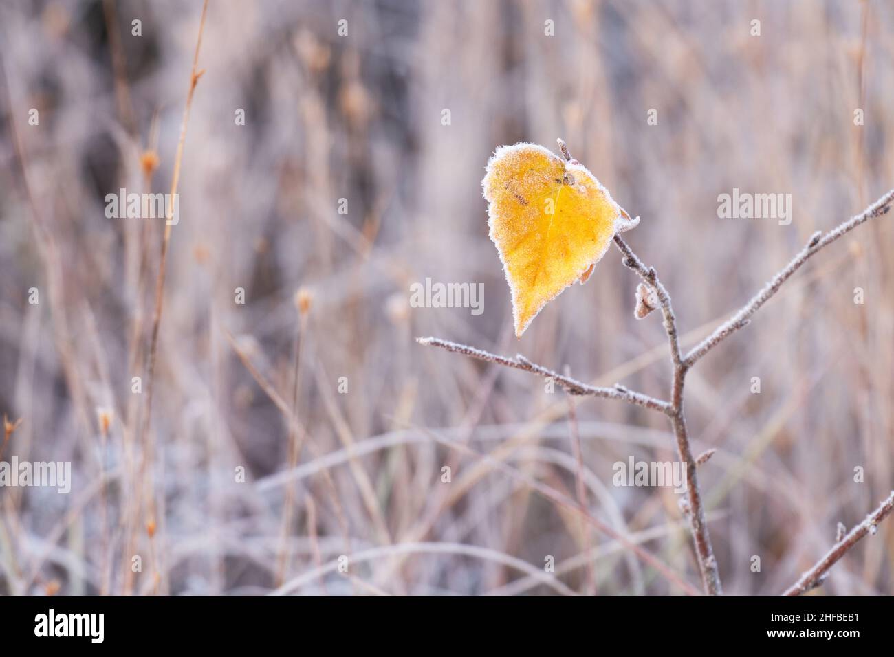 Una piccola foglia gialla di betulla coperta di brina durante una fredda mattinata autunnale in palude estone. Foto Stock