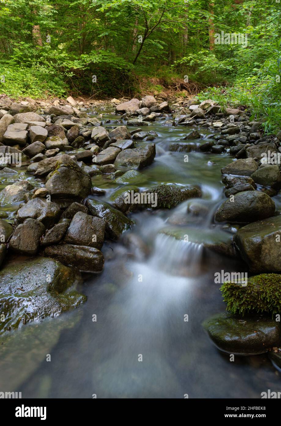 Poco profondo torrente di montagna nella foresta verde in estate, l'acqua scorre su pietre bagnate, alcune pietre sono ricoperte di muschio Foto Stock