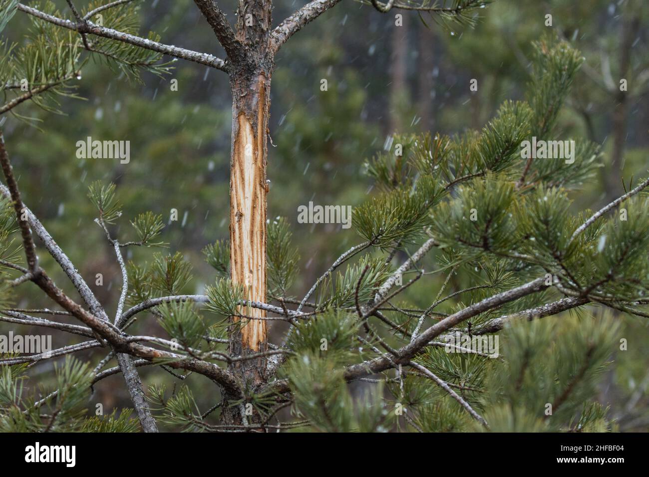 Un giovane pino scozzese, Pinus sylvestris pelato da Moose durante i mesi invernali Foto Stock