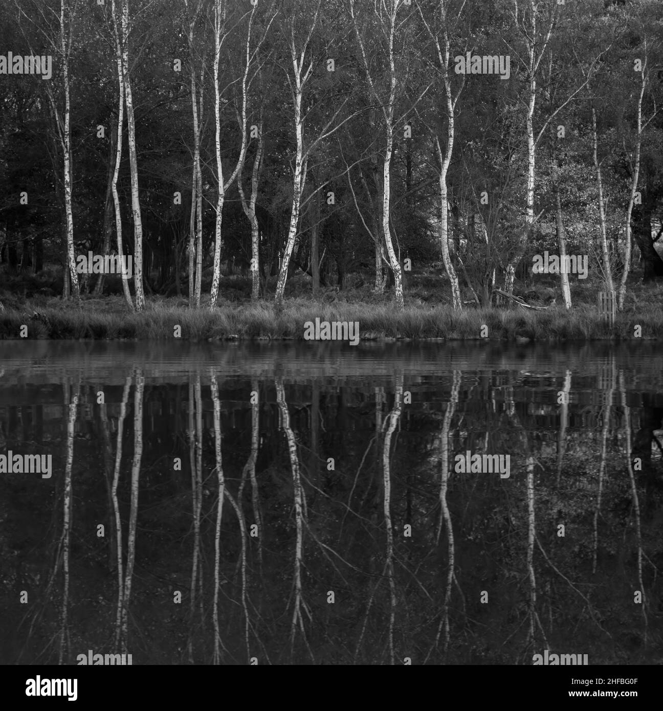 Bianco e nero bellissimo autunno autunno paesaggio immagine di alberi di betulla argentata riflessa in acque calme lago all'alba Foto Stock