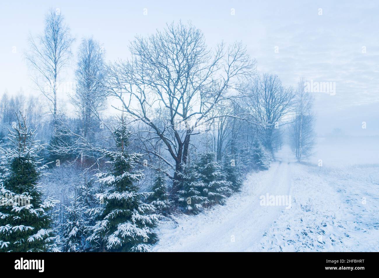 Piccolo sentiero durante la prima neve in Estonia, Nord Europa. Foto Stock