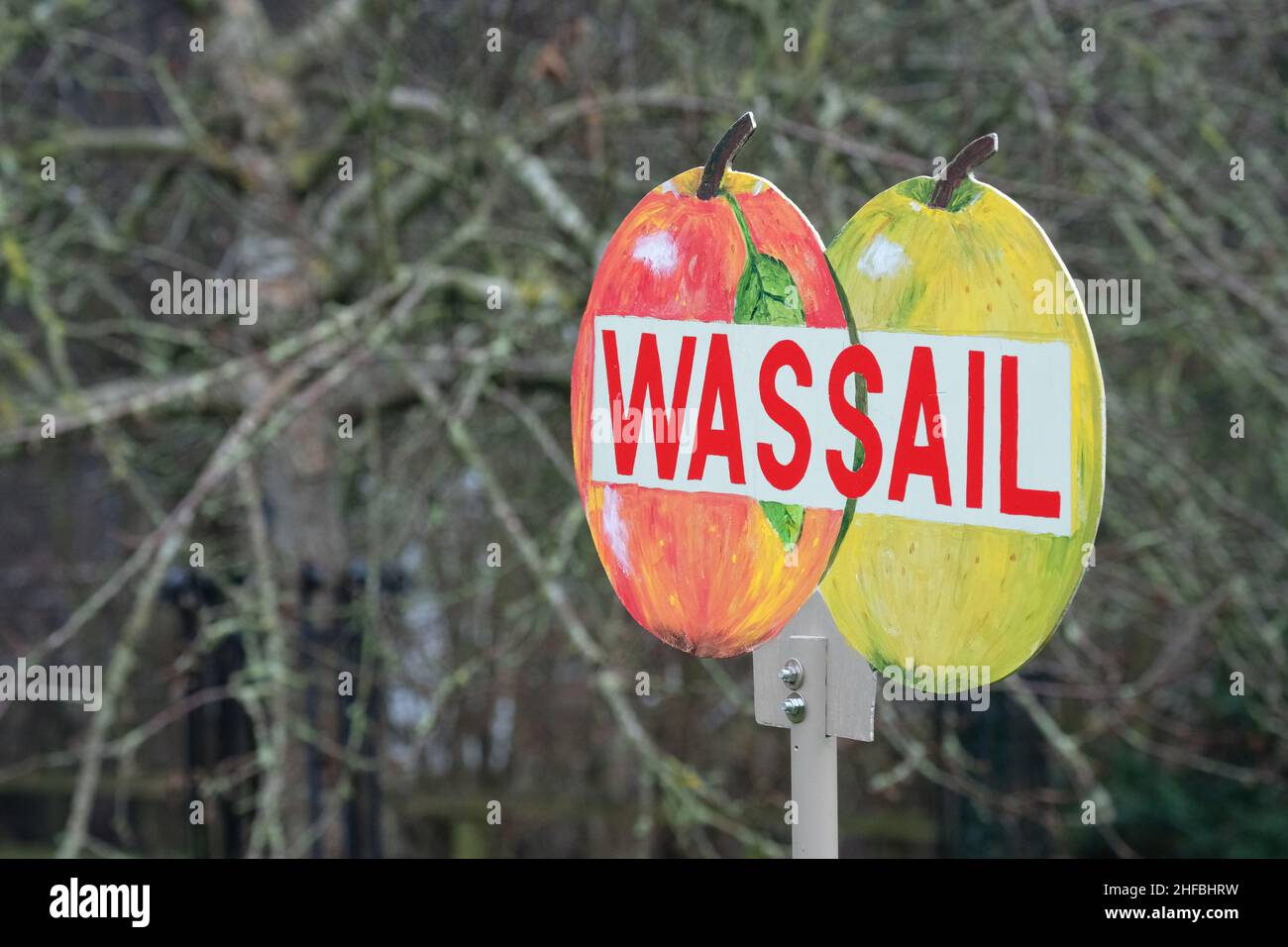 Leominster, Herefordshire, Regno Unito - Sabato 15th Gennaio 2022 - Wassail firma alla cerimonia di Wassail nel frutteto della comunità a Leominster - l'antica cerimonia di Wassail prevede la recitazione di incantesimi e canti nel frutteto di mele per promuovere un buon raccolto per il raccolto successivo. Foto Steven Maggio / Alamy Live News Foto Stock