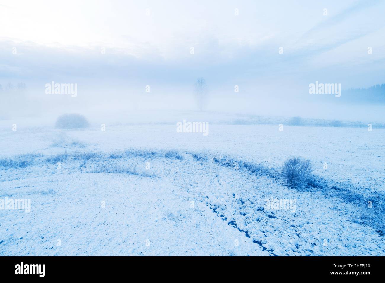 Misty paesaggio invernale con un albero solitario in Estonia, Nord Europa. Foto Stock