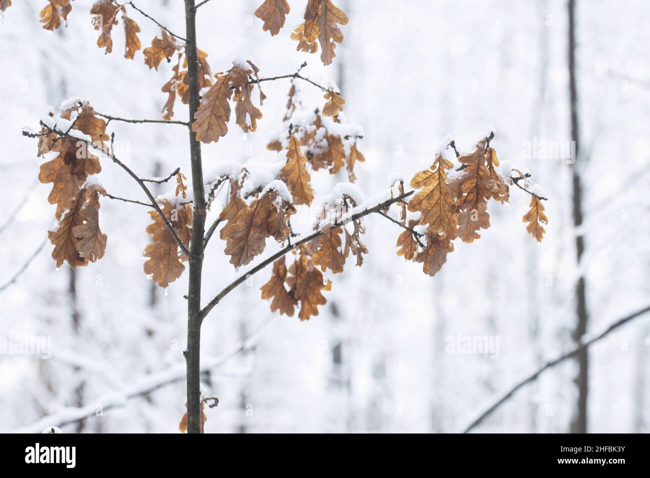 Quercia marrone comune, foglie di Quercus robur non sono cadute durante una giornata invernale nella campagna estone, Nord Europa. Foto Stock