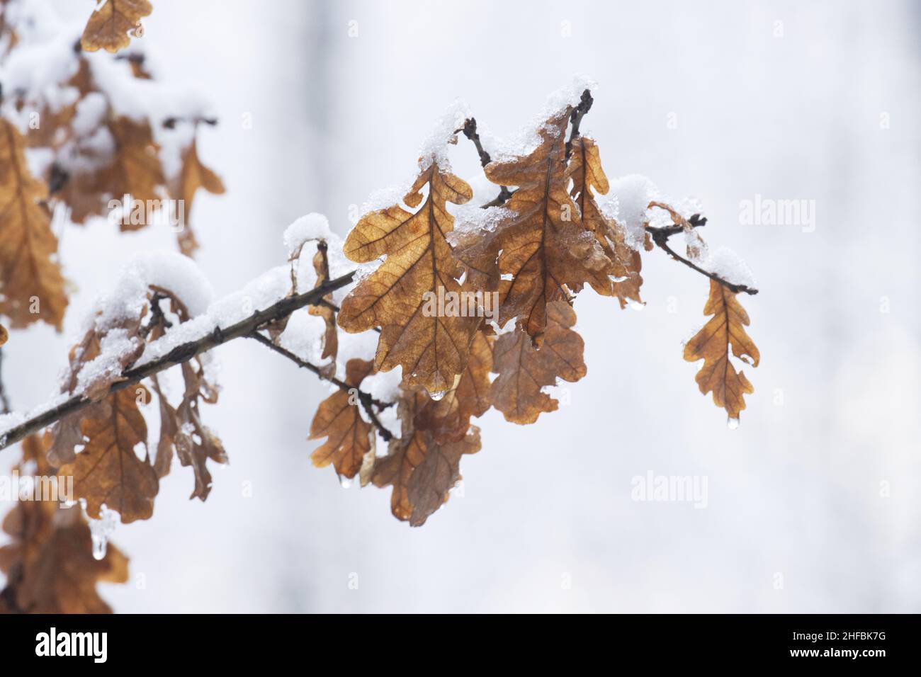 Quercia marrone comune, foglie di Quercus robur non sono cadute durante una giornata invernale nella campagna estone, Nord Europa. Foto Stock