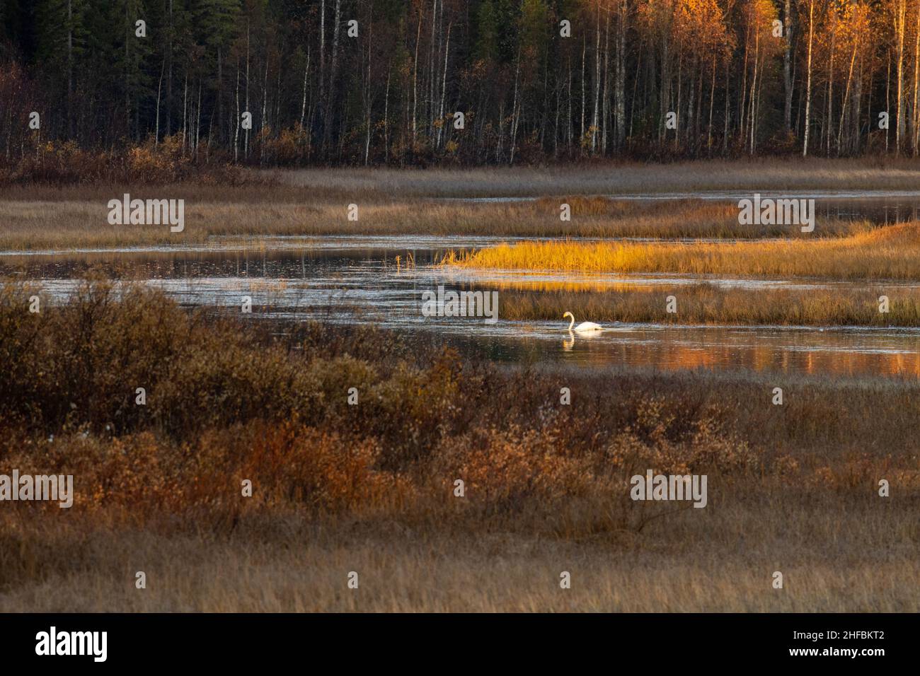 Un cigno di Whooper solitario, Cygnus cygnus che nuota su una piccola zona umida nella Finlandia settentrionale durante una mattina presto. Foto Stock