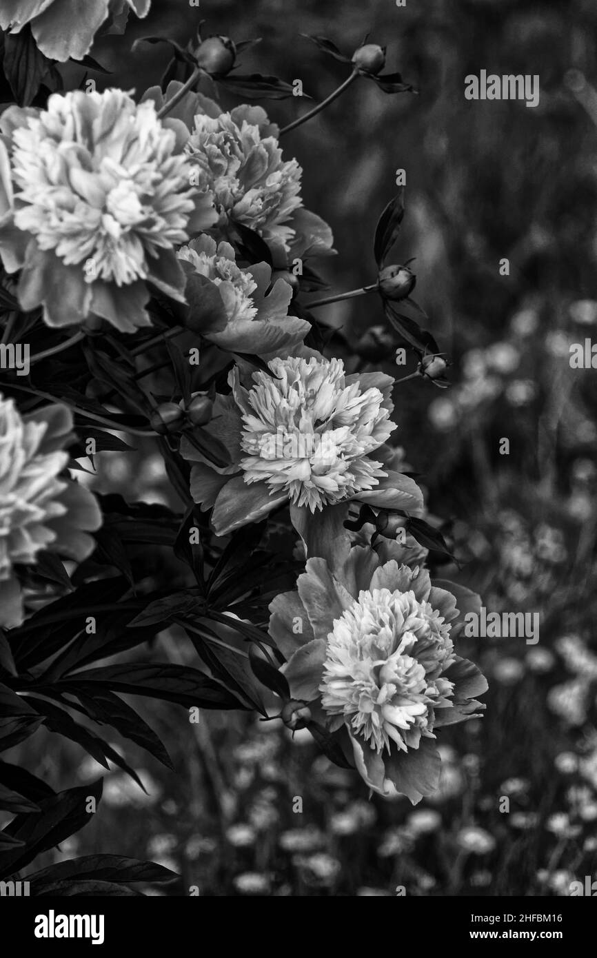 Foto Peony (lat. Paeónia) - genere di perenni erbacei. L'unico genere della famiglia peony (Paeoniaceae). fiori da giardino Foto Stock