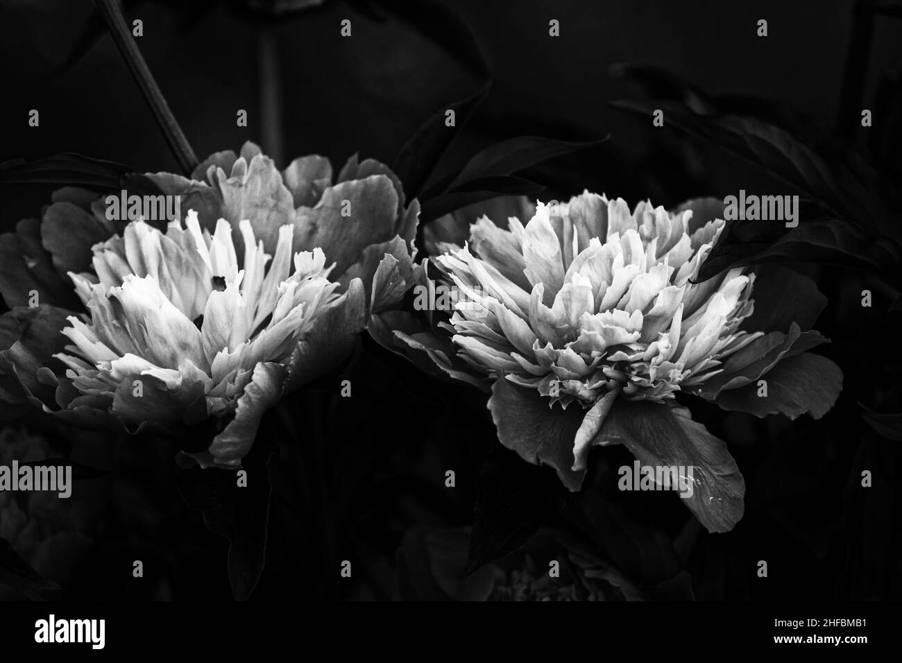 Foto Peony (lat. Paeónia) - genere di perenni erbacei. L'unico genere della famiglia peony (Paeoniaceae). fiori da giardino Foto Stock
