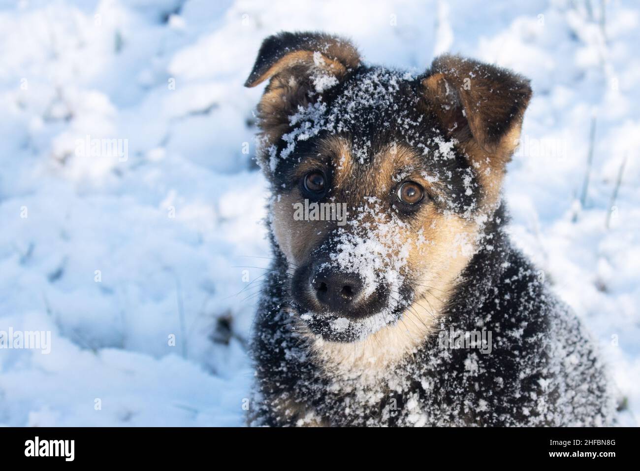 Ritratto di un calmo cucciolo di shepard tedesco coperto di neve in una giornata invernale soleggiata in Europa. Foto Stock