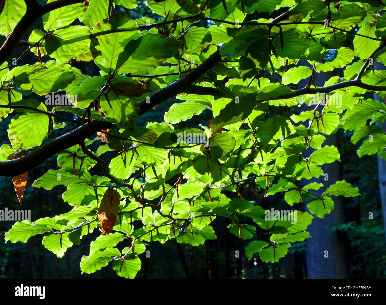 foglie di alberi in bella foresta verde Foto Stock