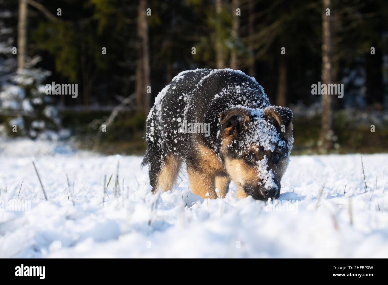 Cucciolo di shepard tedesco coperto di neve sniffing terra in una giornata invernale soleggiata in Europa. Foto Stock