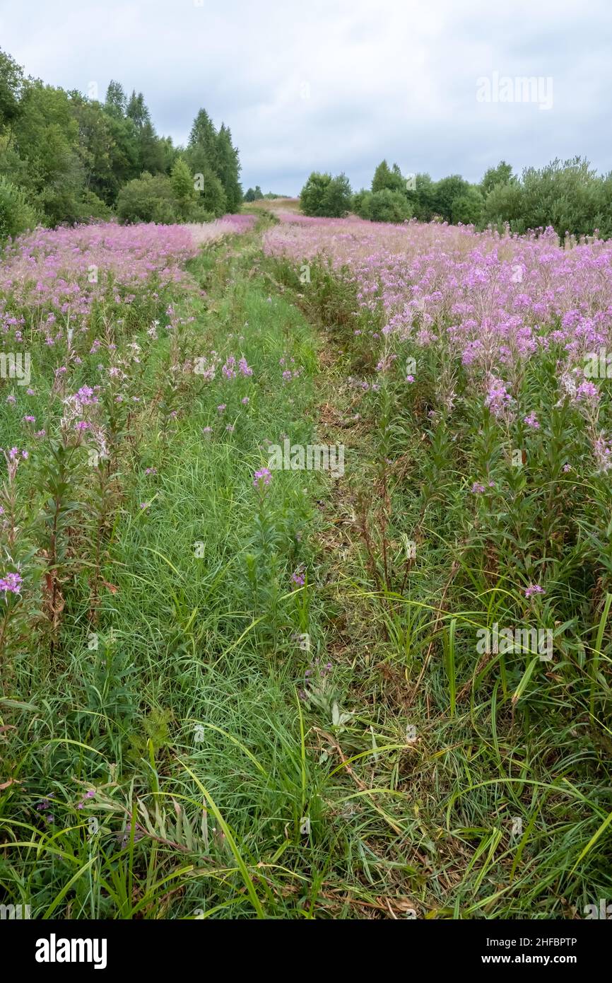 Tracce da ruote auto passare attraverso un prato fiorito e gli alberi. Bel paesaggio rurale e campo con fiori rosa wilowherb. Foto Stock