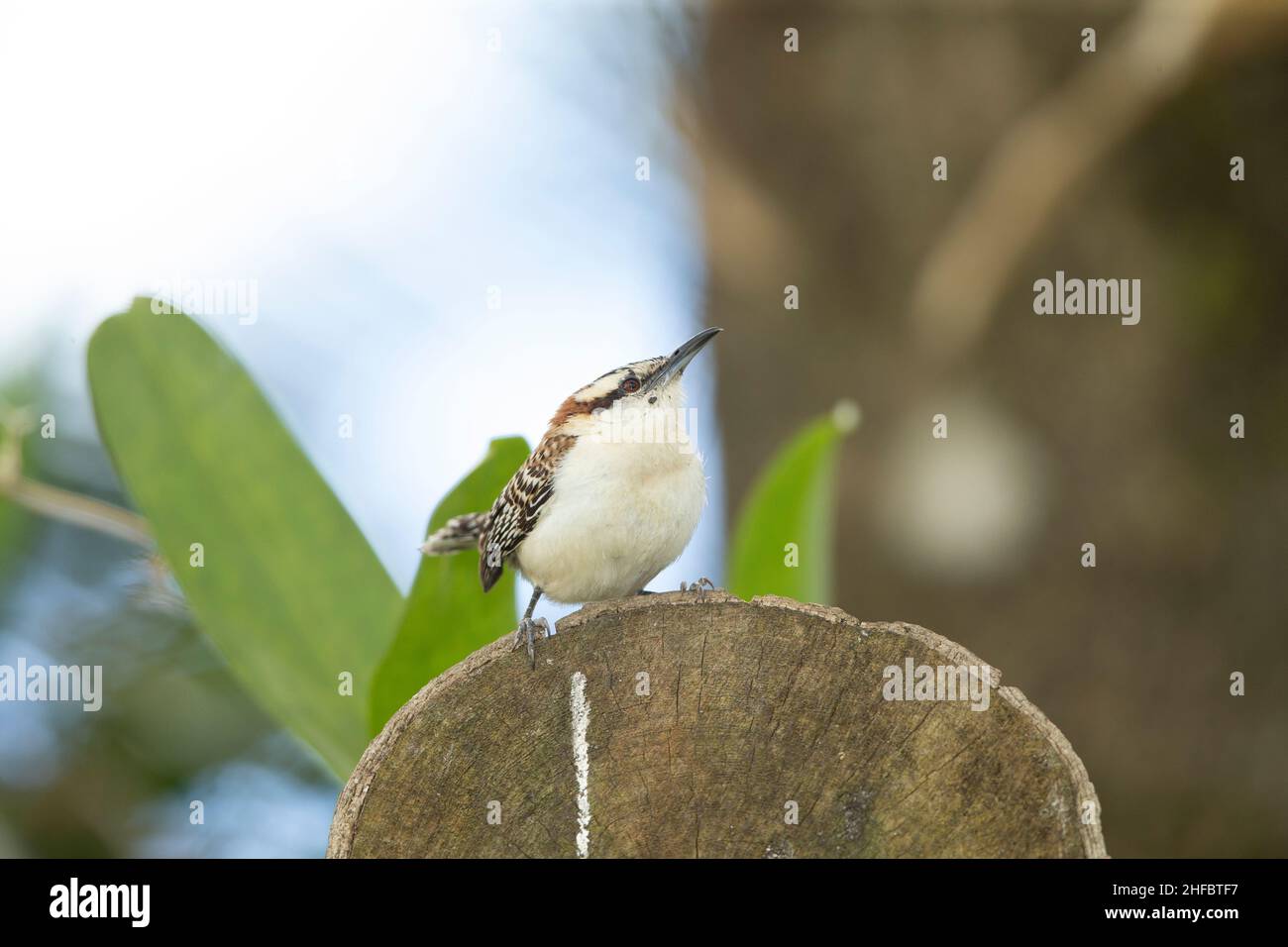 Rufous-naped Wren (Campylorhynchus rufinucha) Foto Stock