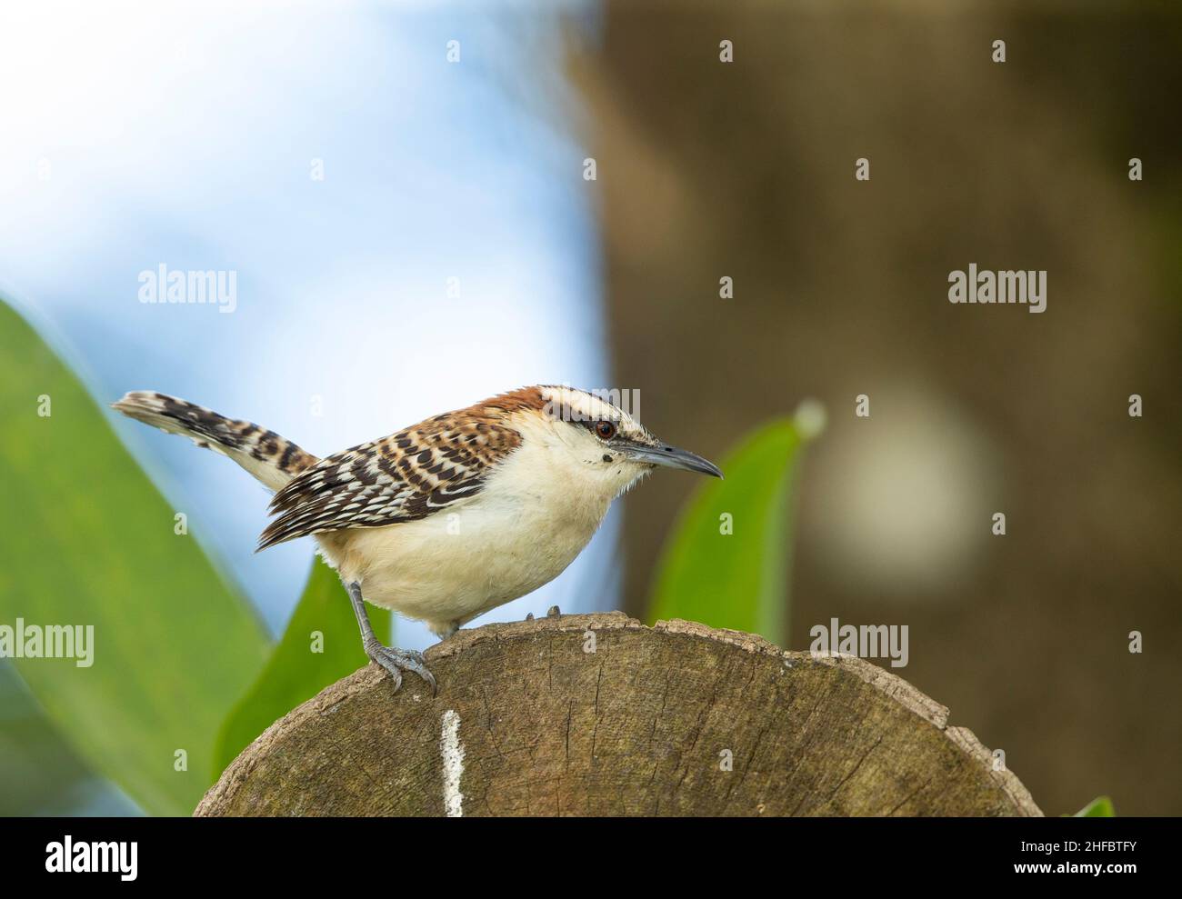 Rufous-naped Wren (Campylorhynchus rufinucha) Foto Stock