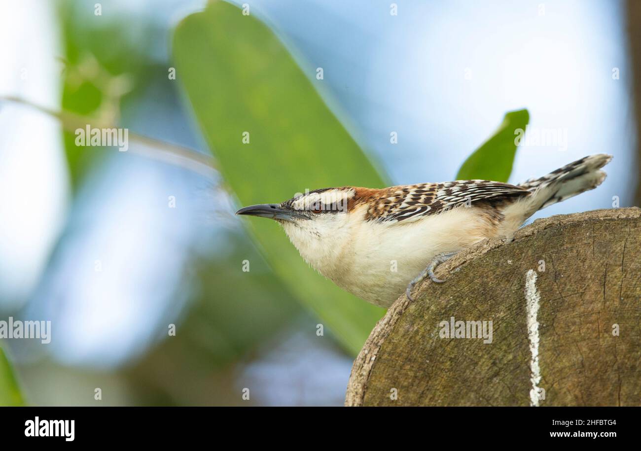 Rufous-naped Wren (Campylorhynchus rufinucha) Foto Stock