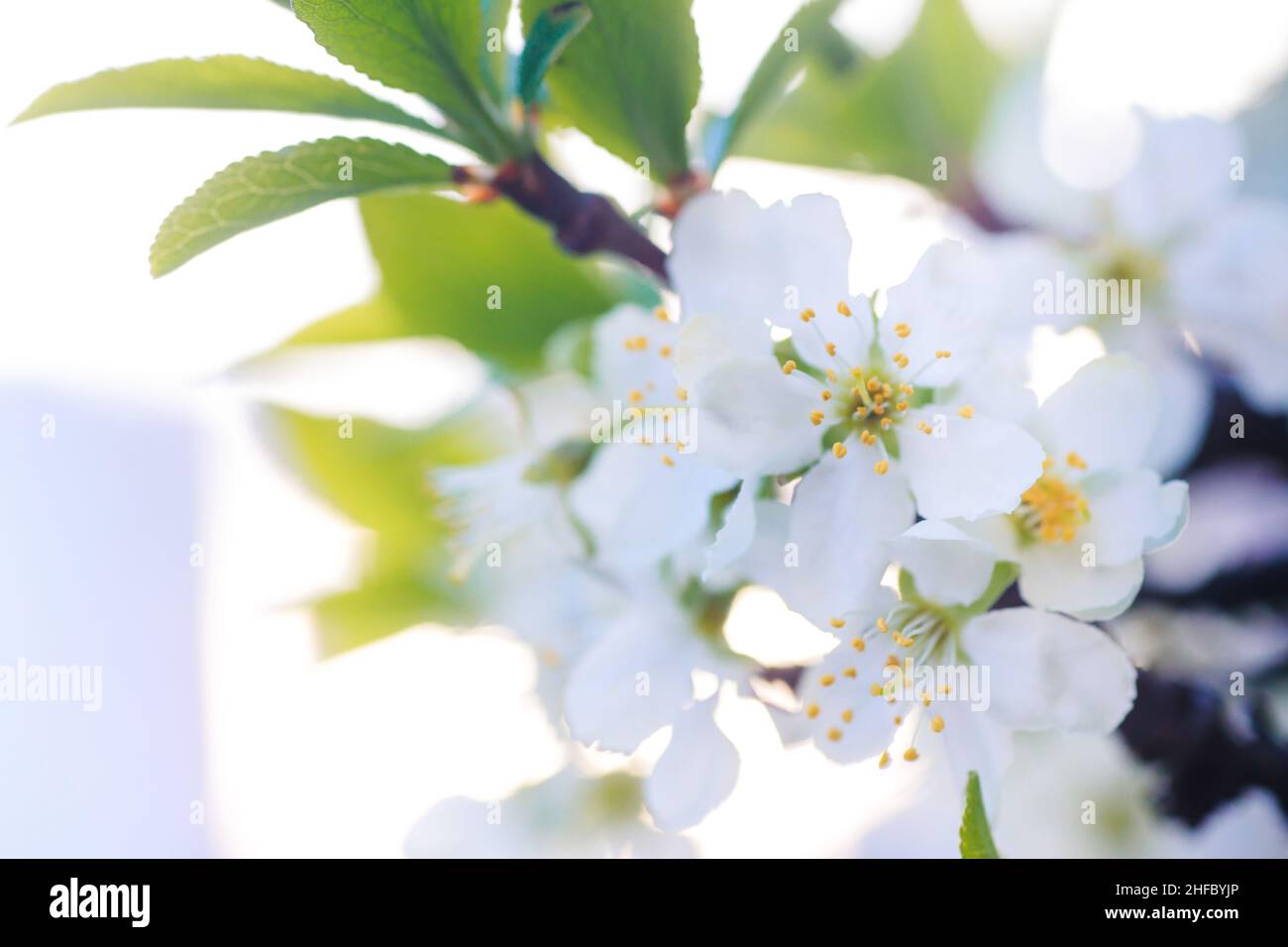 Fiori di susina di ciliegia o Myrobalan Prunus cerasifera fioritura in primavera su rami. Foto Stock