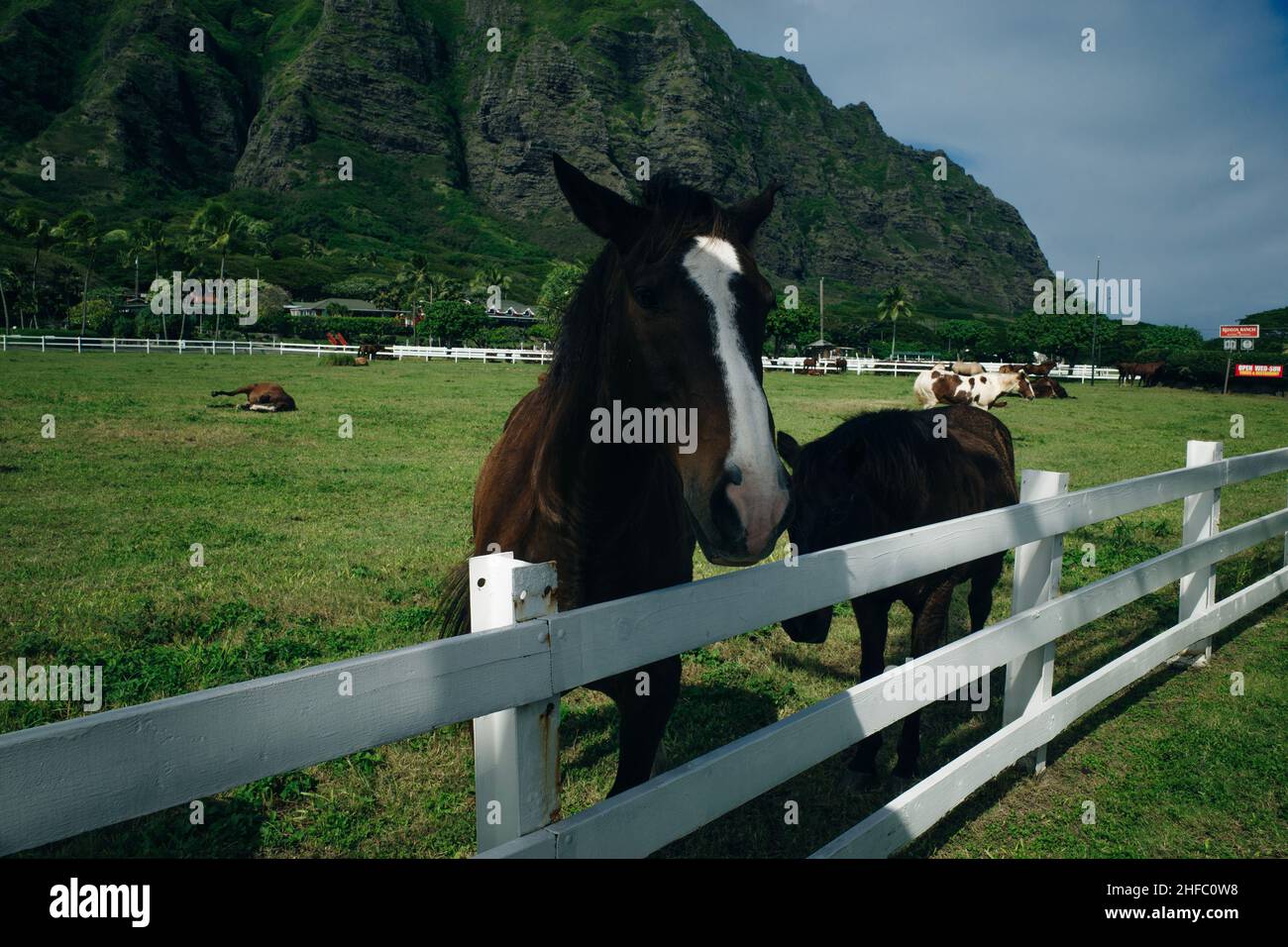 Ranch dei cavalli Kualoa Ranch Oahu Hawaii Foto Stock