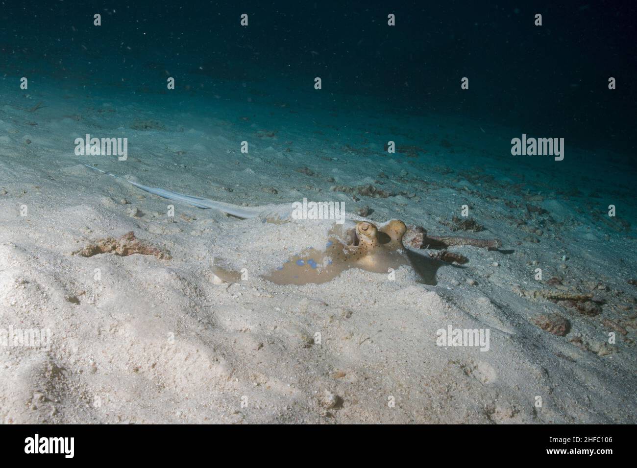 Un raggio di ribbontail a macchie blu giace parzialmente sepolto nella sabbia. Isole Similan, Mare delle Andamane, Thailandia. Foto Stock