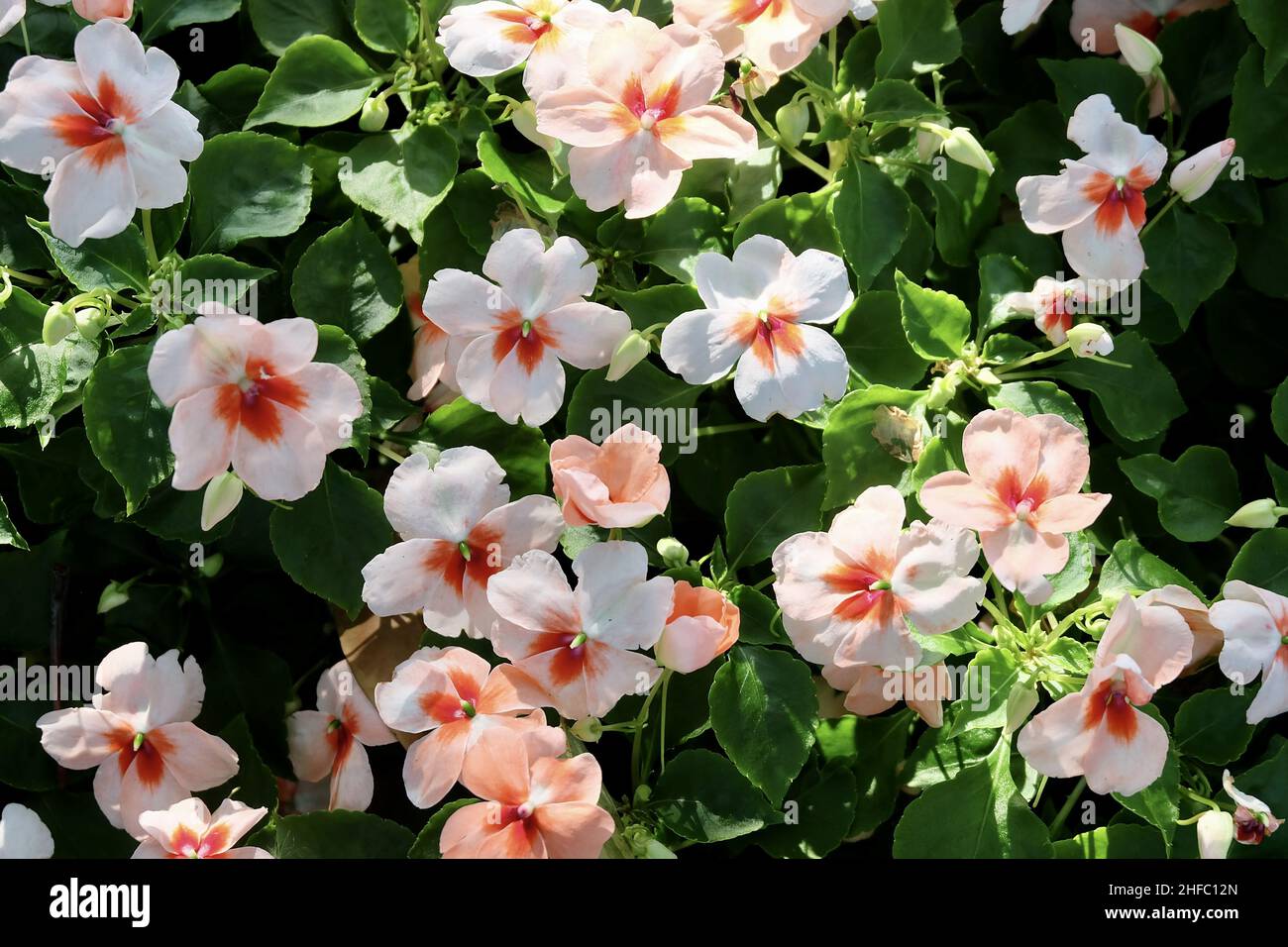 Bel fiore, Impatiens Walleriana bella, pazienza pianta, Busy Lizzie, Balsam o Sultana fiori fioritura in Un bellissimo giardino. Foto Stock