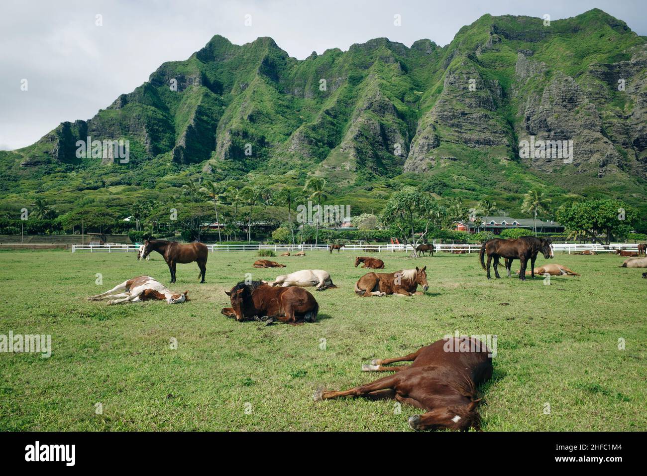 Ranch dei cavalli Kualoa Ranch Oahu Hawaii Foto Stock