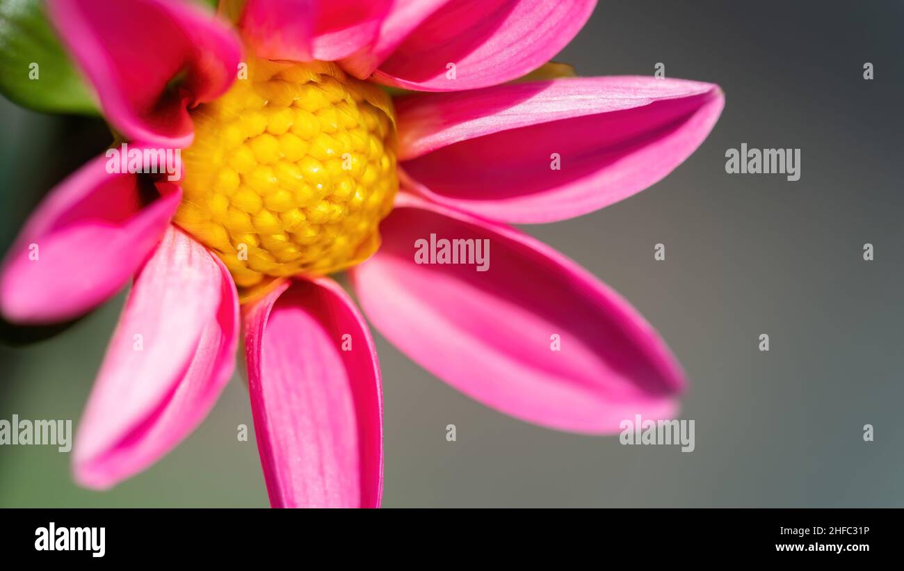 Fiore di dahlia rosa con foto macro giallo. Primo piano rosa a margherita ad alta risoluzione con spazio di copia per striscioni. Concetto di salute e gioventù. Foto Stock