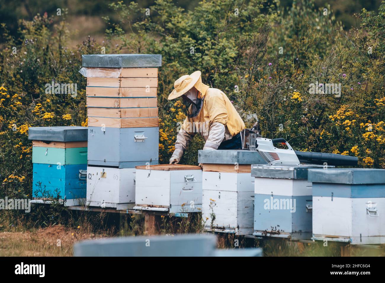 Apicoltore in abbigliamento protettivo che lavora nel suo apiary. Concetto di apicoltura Foto Stock