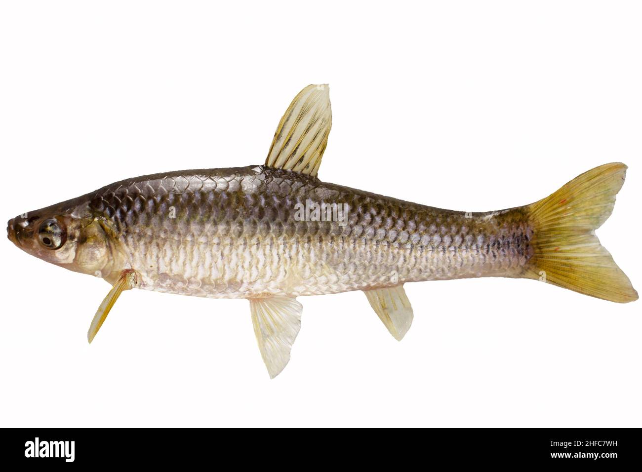 Chebachok di Amur. Pesce d'acqua dolce isolato su bianco. Foto Stock